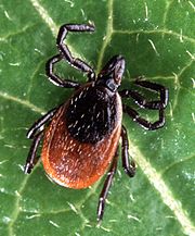 Deer Ticks Lyme Disease