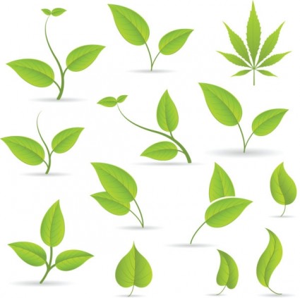 Free Vector Leaves