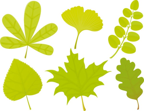 Leaf Shape Vector Graphic