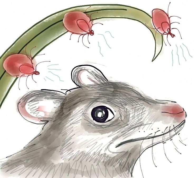 Lymes Disease Rodents Images