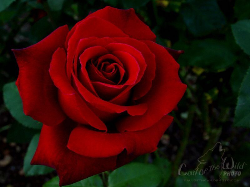 Most Beautiful Red Roses