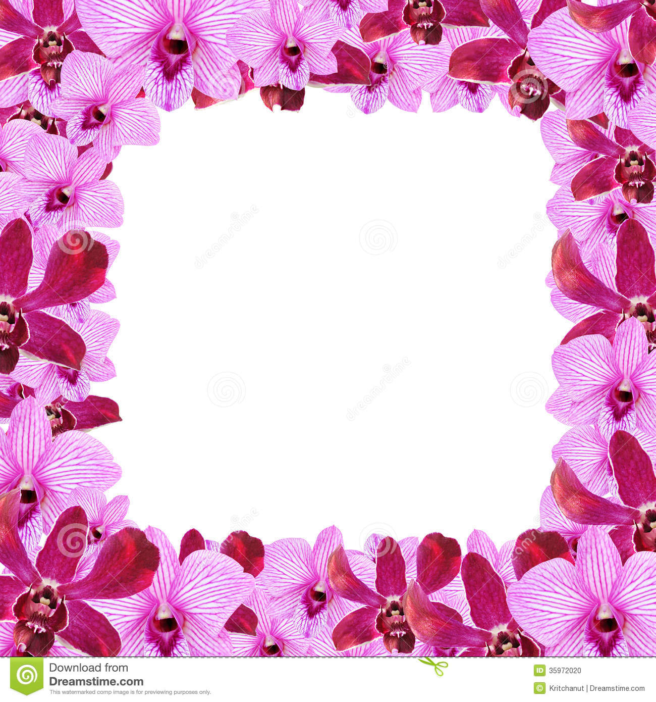 Orchid Flower Border Design