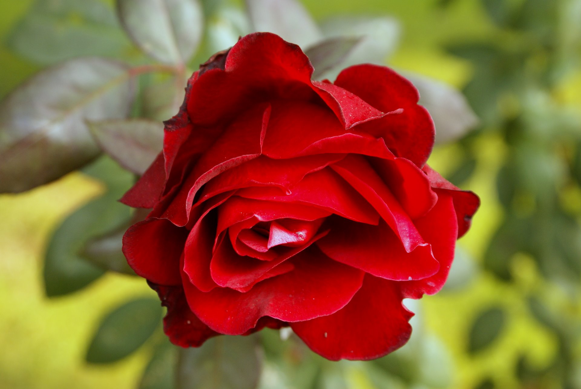 Red Rose Flower