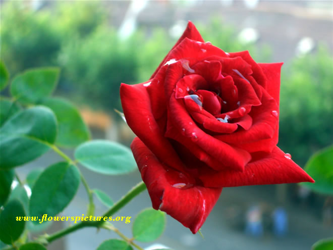 Red Rose Flower