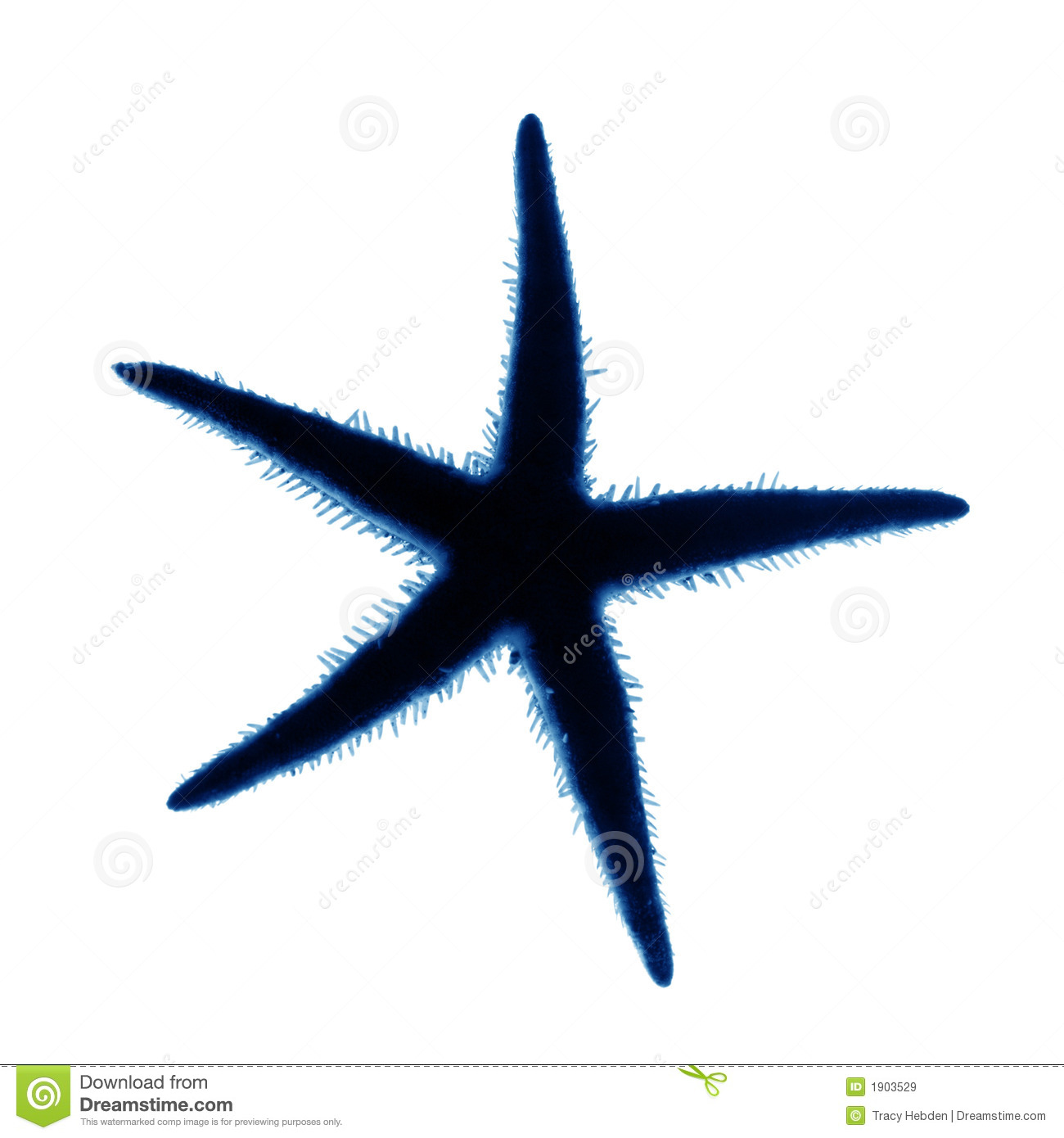 Star Fish Silhouette