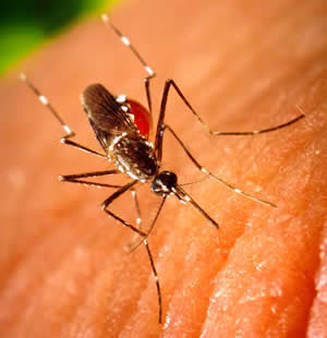 Vector Mosquito-Borne Diseases