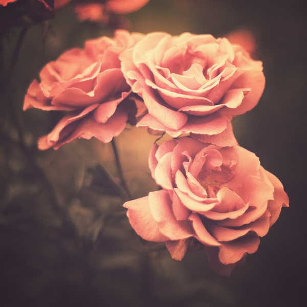 Vintage Photography Flowers Roses