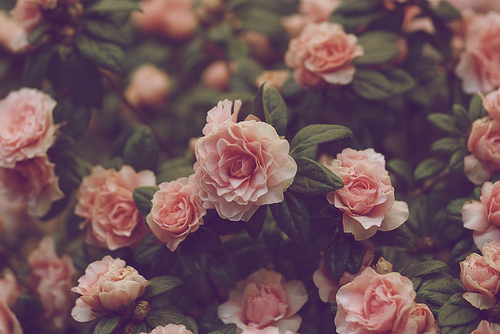 Vintage Pink Roses Tumblr Vintage Pink Roses Tumblr
