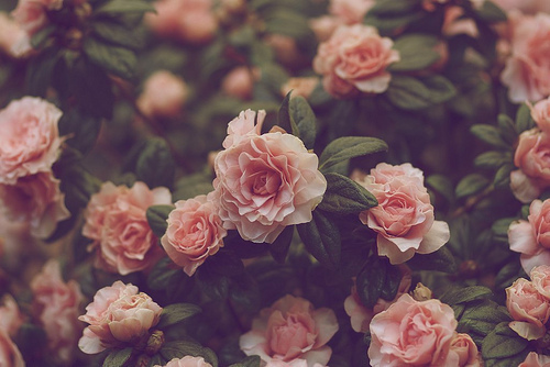 Vintage Pink Roses Tumblr