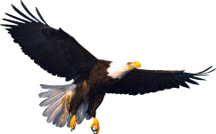 Bald Eagle Graphic Design Logo