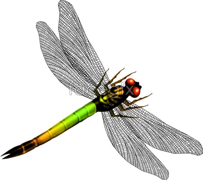Dragonfly Graphic Design Dragonfly Graphic Design