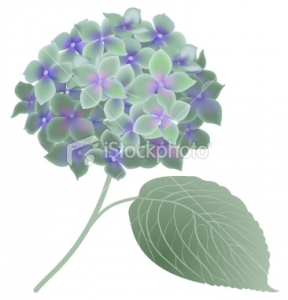 Free Hydrangea Clip Art