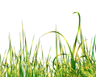 Free Vector Grass