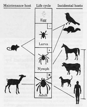 Lyme Disease Transmission