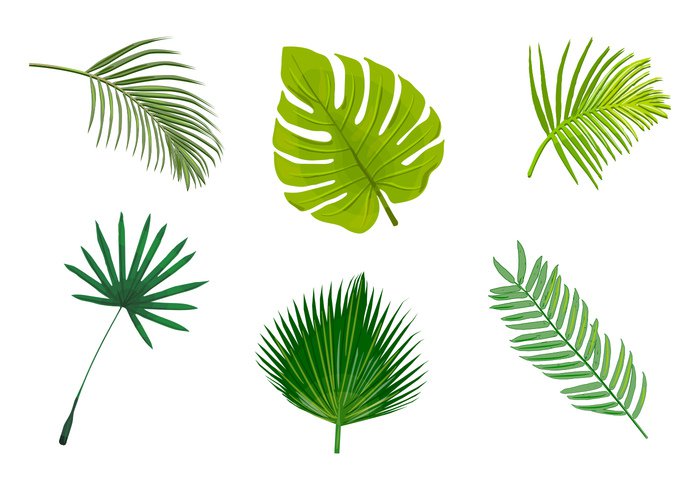 Palm Leaf Vector Free