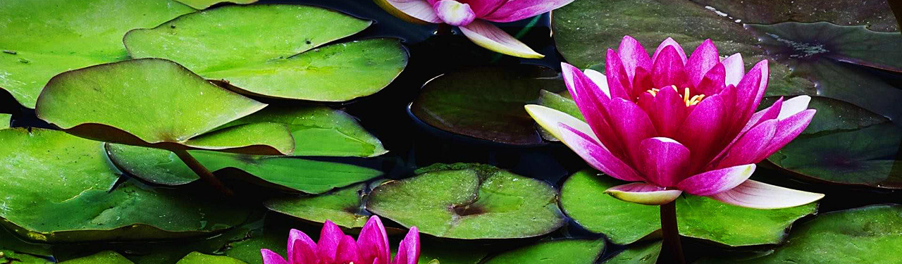 Pink and Green Leaf Cactus with Flower Pink and Green Leaf Cactus with Flower