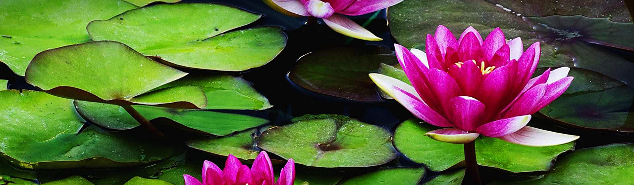 Pink and Green Leaf Cactus with Flower