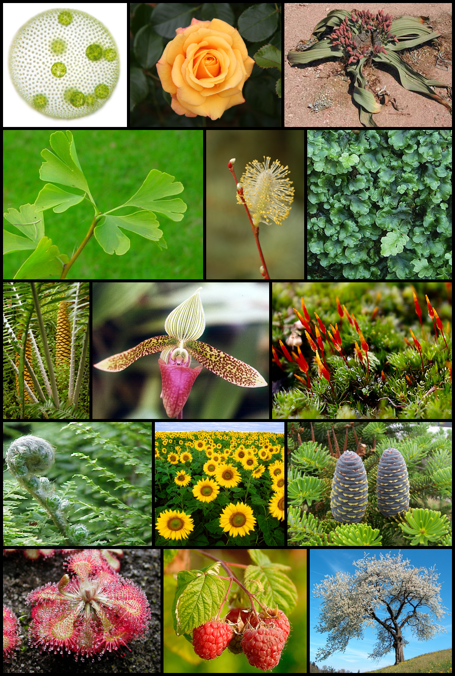 Plant Diversity