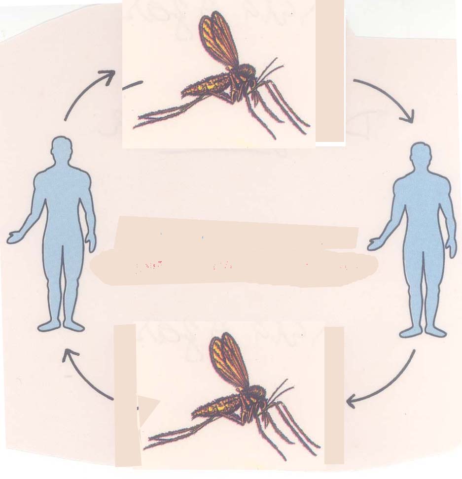 Vector-Borne Disease Symptoms