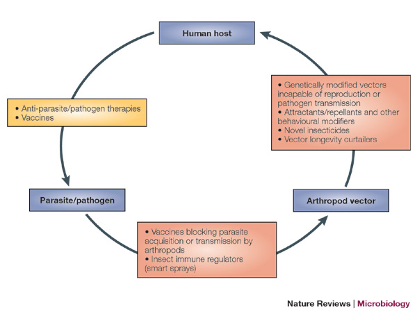 17 Vectors In Disease Transmission Images