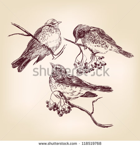 Vector Hand Drawn Birds
