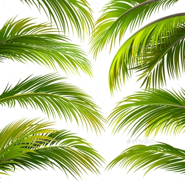 Vector Palm Leaves