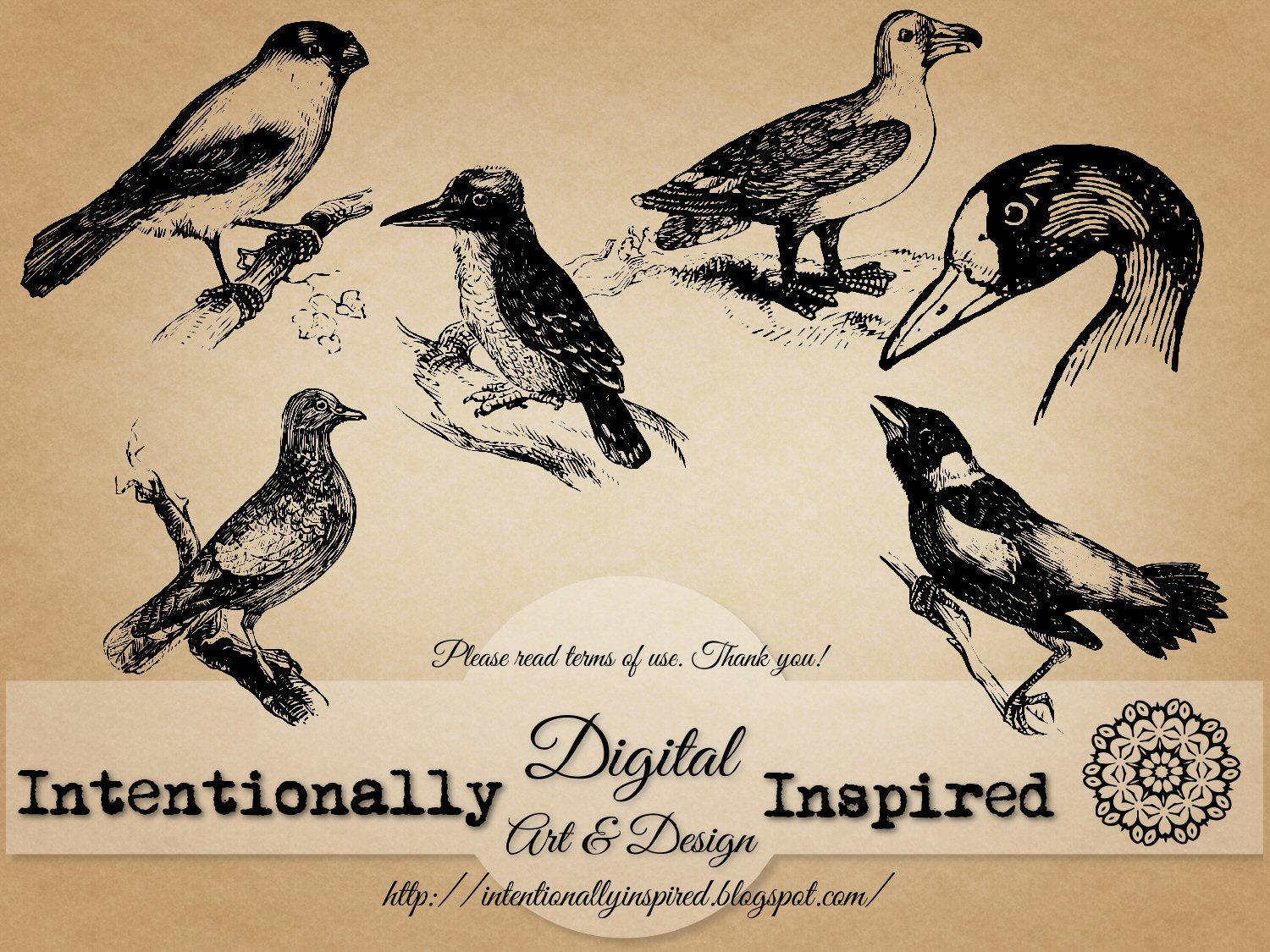 Vintage Bird Vector Free