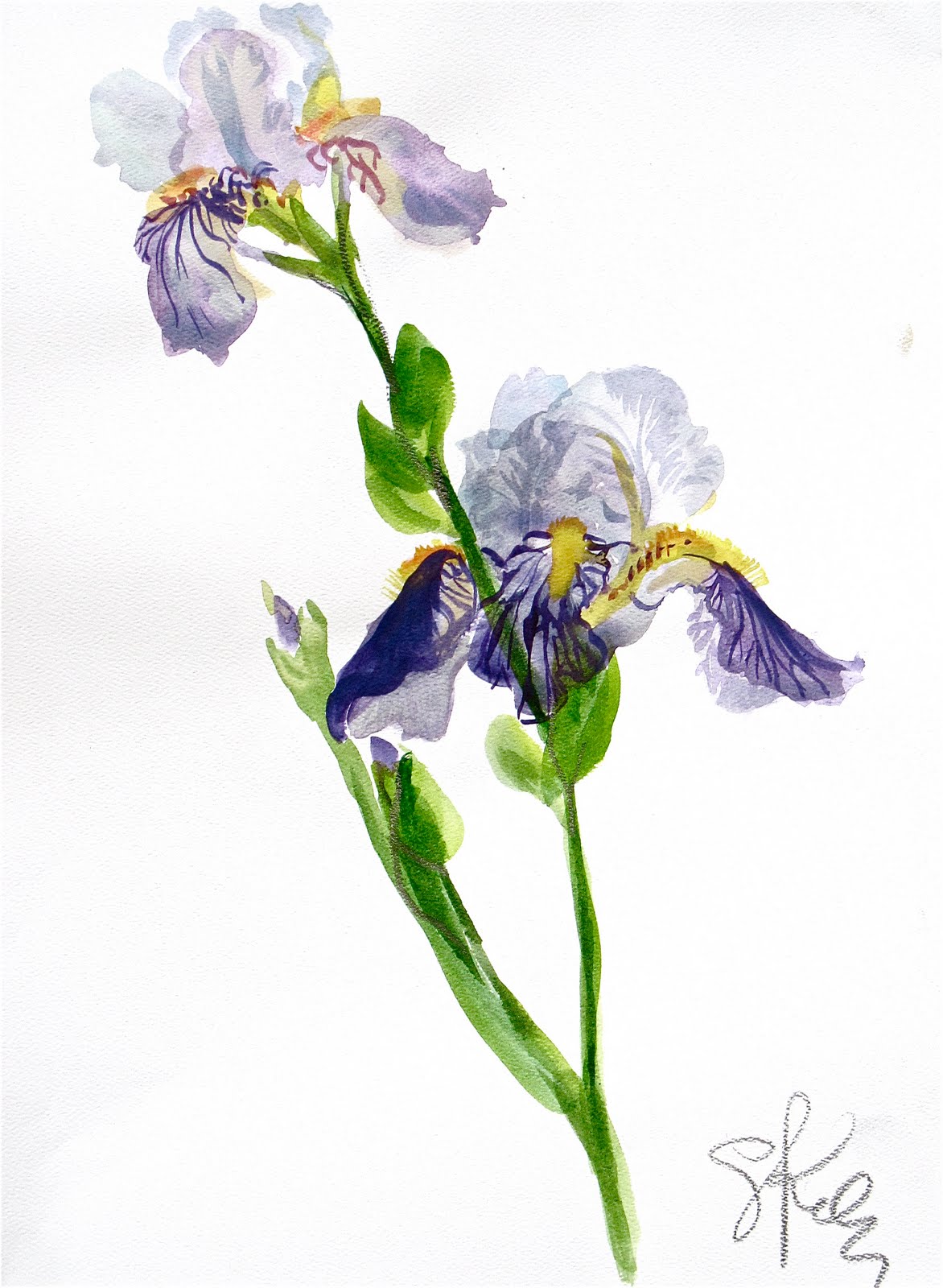 Watercolor Iris Flowers