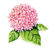 Watercolor Pink Hydrangea