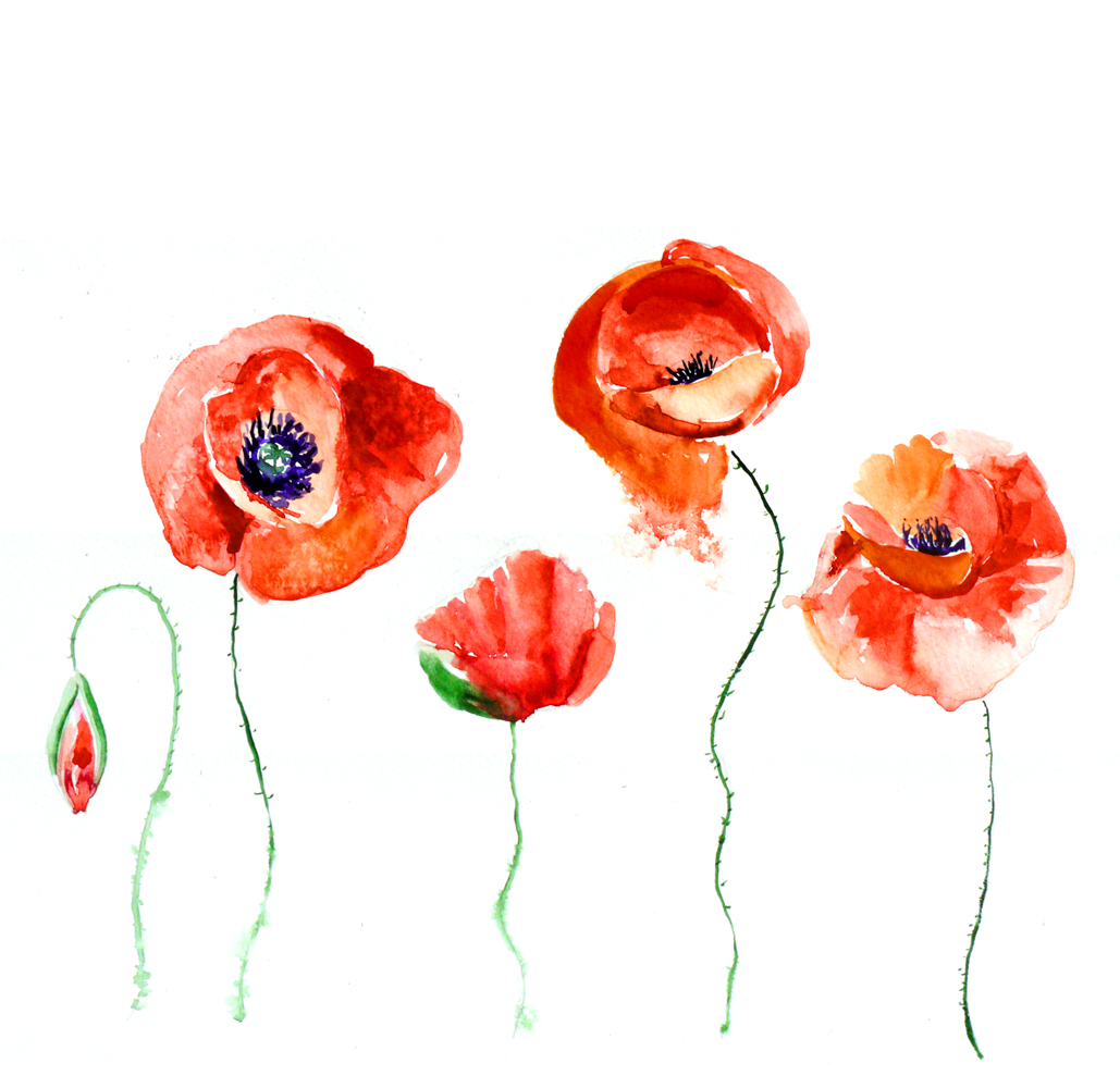 Watercolor Poppy Flower