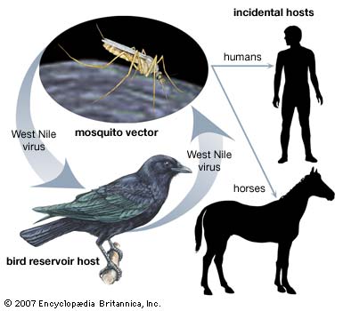 West Nile Virus Reservoir Host
