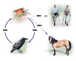 West Nile Virus Transmission Cycle