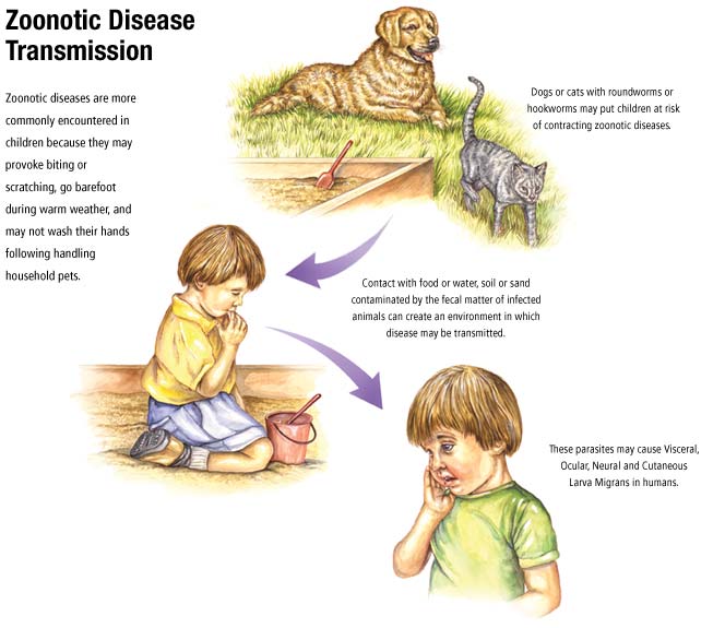 Zoonotic Infectious Disease Animals