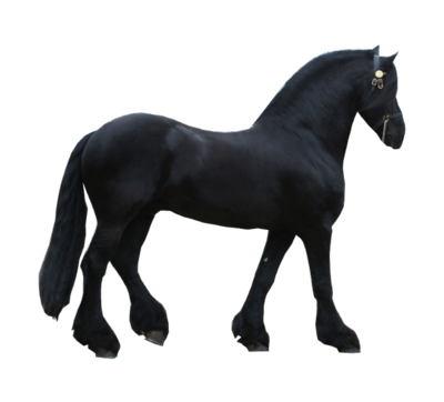Black Clydesdale