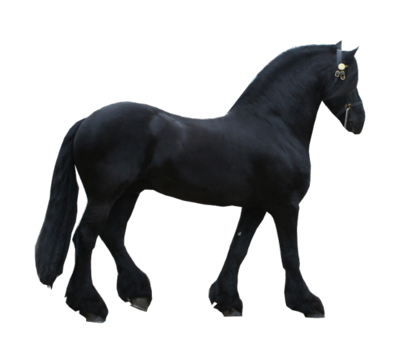 Black Clydesdale Black Clydesdale