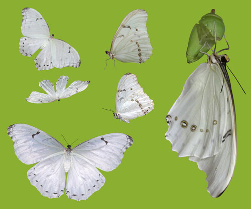 Butterflies White Morpho Butterflies White Morpho