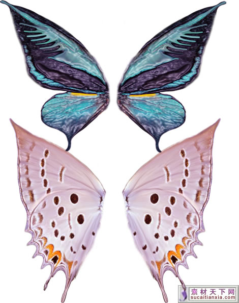 Butterfly Wings