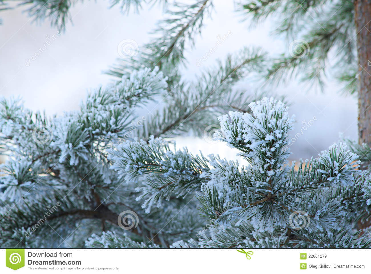 Christmas Winter Trees Pines