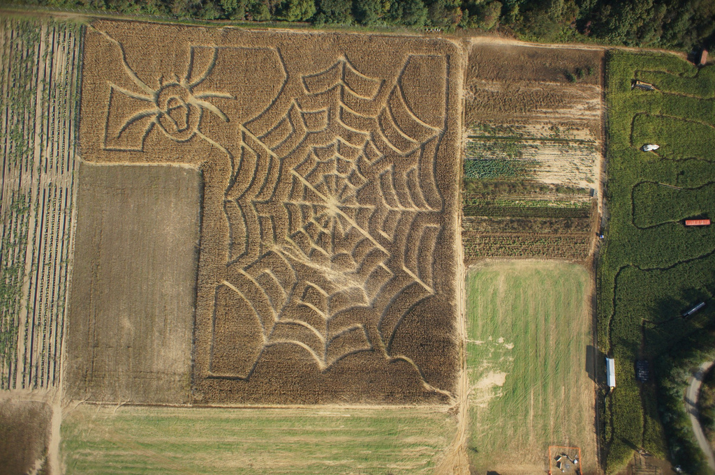 Corn Maze Aerial View