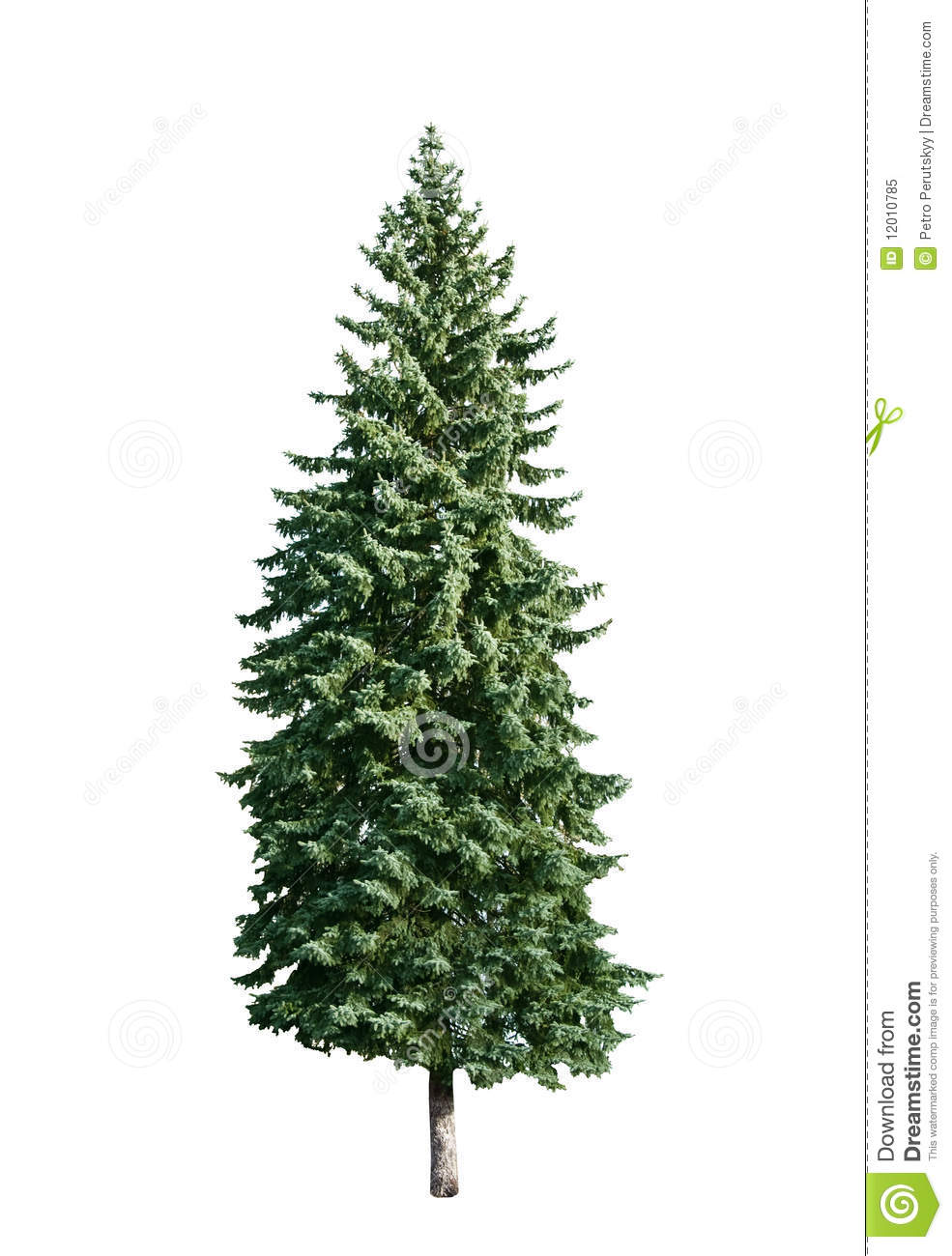 Free Pine Tree White Background