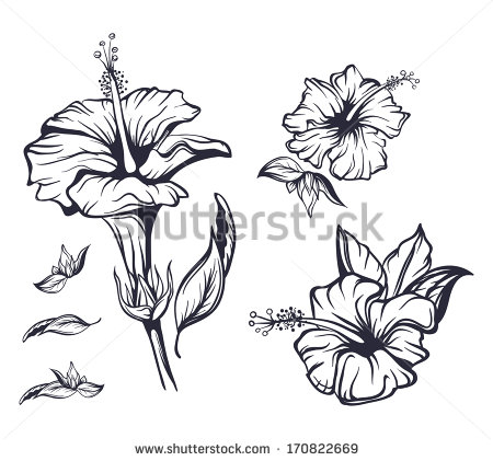 Hibiscus Flower Outline