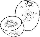 Kiwi Fruit Clip Art Kiwi Fruit Clip Art