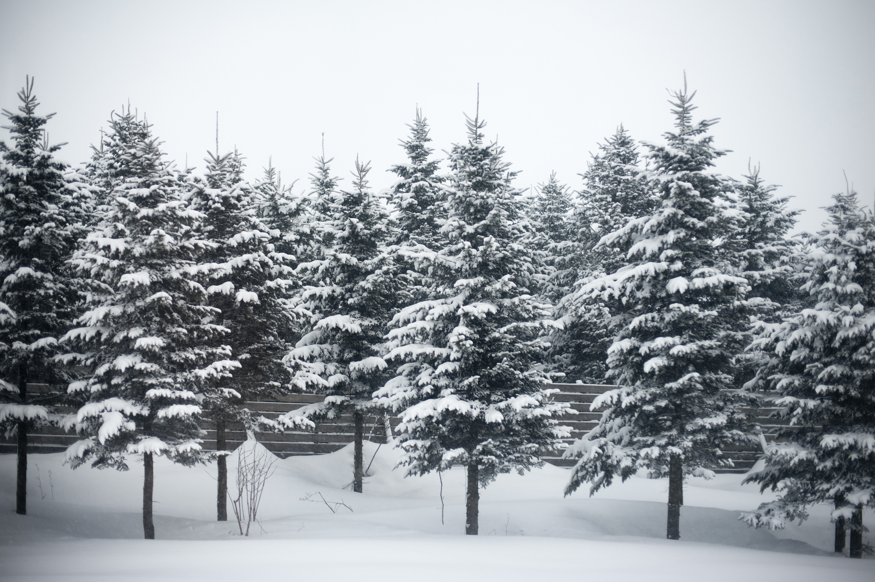 Pine Trees with Snow