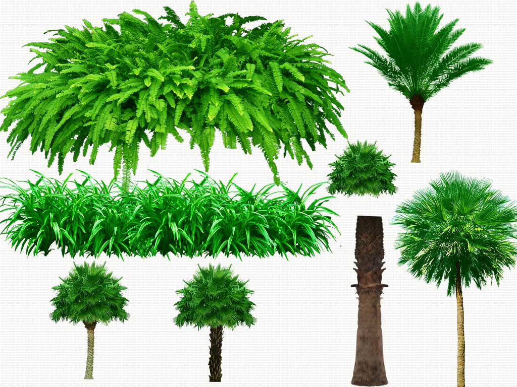 12 Tree PSD Free Download Images