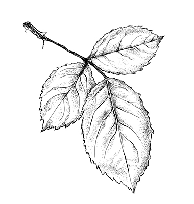 Rose Leaf Vector