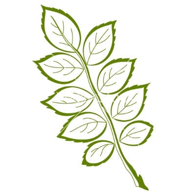 Rose Leaves Vector