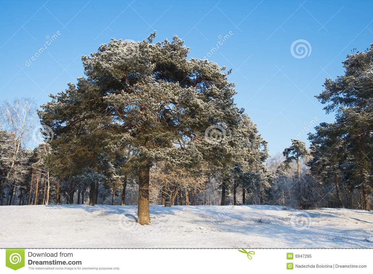 Single Pine Tree Winter