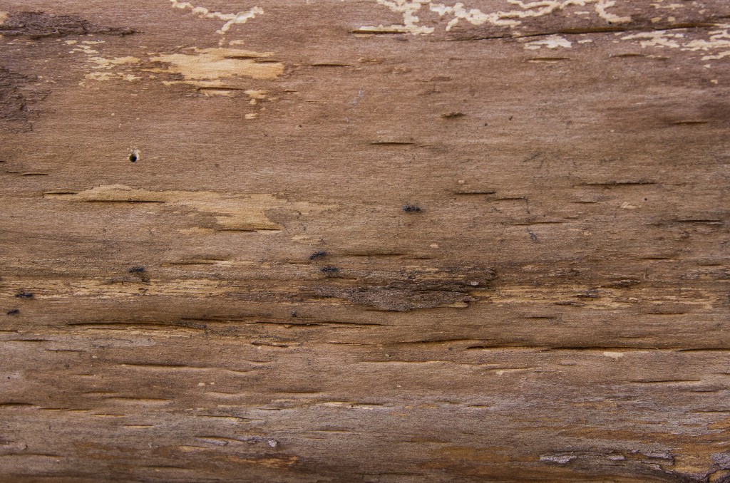 Smooth Tree Bark Texture Smooth Tree Bark Texture