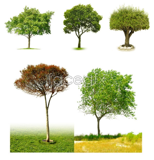 Tree PSD File