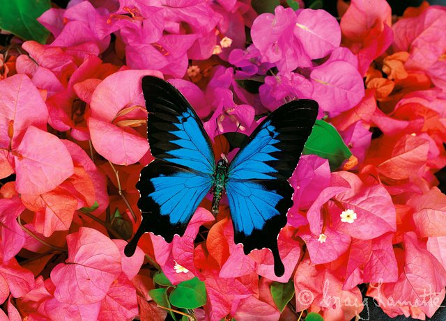 Ulysses Butterfly Blue Flower Ulysses Butterfly Blue Flower